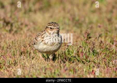 woodlark, Lullula arborea, singolo adulto in piedi su vegetazione corta, alimentazione su insetto, Thurley Common, Surrrey, Regno Unito Foto Stock