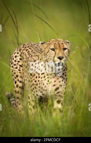 Cheetah cammina attraverso l'erba circondata da mosche Foto Stock