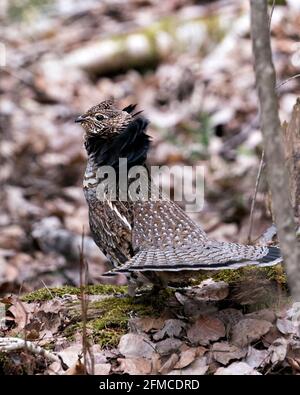 Montanti a costola con volant maschio Partridge che si accoppiano a piombo e coda della ventola nella foresta con uno sfondo sfocato e fogliame in primo piano nel suo ambiente e hab Foto Stock