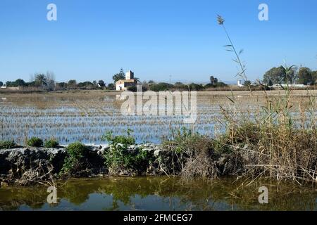 Un risone allagato nel parco naturale di Albufera a Valencia, la principale area di coltivazione del riso in Spagna. La cucina valenciana si basa su piatti di riso Foto Stock