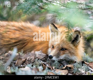 Vista ravvicinata della testa della volpe rossa attraverso rami di conifere nel suo ambiente e habitat. Immagine FOX. Immagine. Verticale. Foto. Colpo di testa. Foto Stock