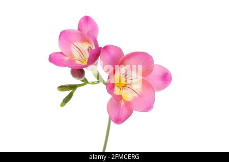 Viola freesia fiori isolati contro bianco Foto Stock