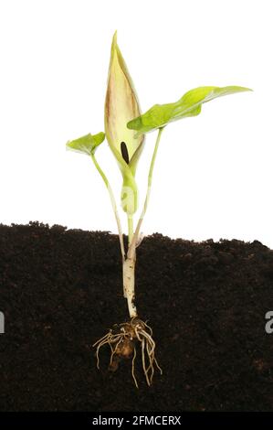 Arum maculatum foglie di fiore e radici nel terreno contro un sfondo bianco Foto Stock