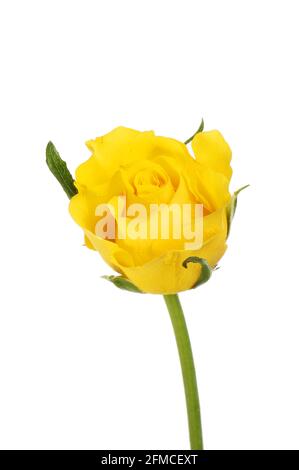 Unica rosa gialla fiore isolata contro bianco Foto Stock
