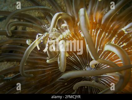 Piccola vista attraverso crostacei nascosti in un anemone Foto Stock