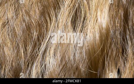 Frammento di capelli ondulati come composizione di fondo di tessitura Foto Stock