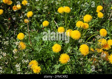 Taraxacum Taraxacum è un grande genere di piante da fiore della famiglia Asteraceae, che consiste di specie comunemente note come dandelioni. Foto Stock