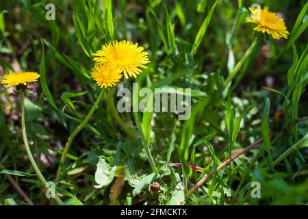 Campo verde con andelioni gialli. Fiori selvatici closeup. Foto Stock