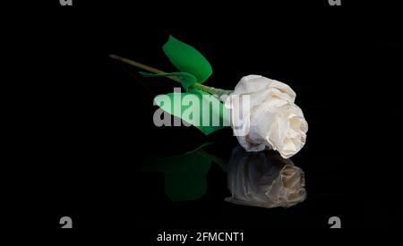 L'arte decorativa dei fiori artificiali. Un fiore bianco del fiore di rosa artificiale su uno sfondo nero chiaro e lucido. Foto Stock