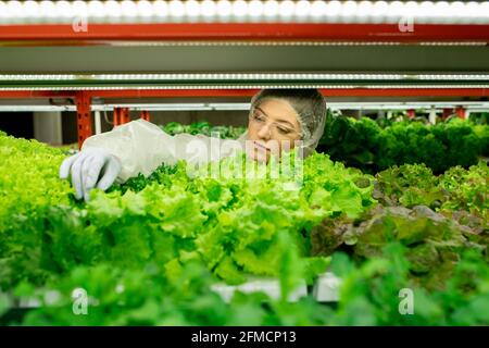 Giovane lavoratrice di piano concentrata in occhiali di sicurezza e lattice guanti che toccano le foglie controllando la qualità dei green Foto Stock