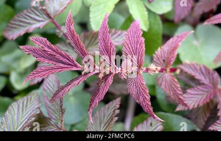 Filipendula ulmaria, comunemente conosciuta come foglie di pianta di meadowSweet in primo piano Foto Stock