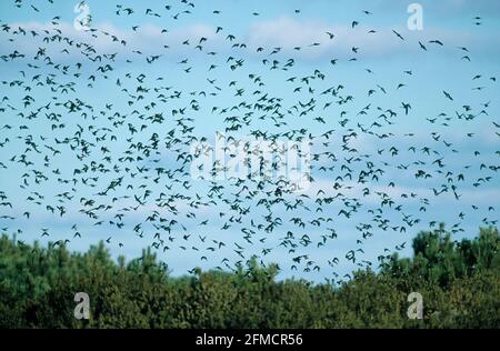 Tree Swallow - Grande gregge sulla migrazione Tachycineta bicolore Chincoteague NWR Virginia, USA BI003684 Foto Stock
