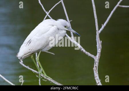 Piccolo airone blu, Egretta caerulea, singolo adulto bianco morph arroccato in albero, Everglades, Florida, Stati Uniti Foto Stock