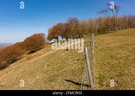 Il bastione settentrionale e la ripida discesa del Chanctonbury Ring nel South Downs National Park, West Sussex, Regno Unito. Foto Stock