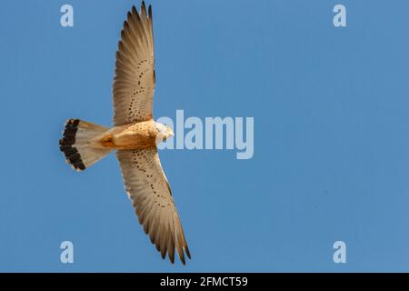 Gheppio minore, Falco naumanni, singolo adulto maschio in volo, Siviglia, Spagna Foto Stock