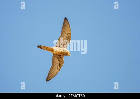 Gheppio minore, Falco naumanni, singolo adulto maschio in volo, Siviglia, Spagna Foto Stock