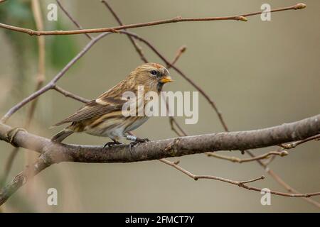 Lesser redpoll, Acanthy cabaret, singolo uccello che perching su ramo di albero, Kelling, Norfolk, Regno Unito Foto Stock