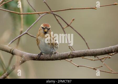 Lesser redpoll, Acanthy cabaret, singolo uccello che perching su ramo di albero, Kelling, Norfolk, Regno Unito Foto Stock