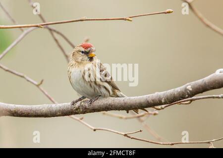 Lesser redpoll, Acanthy cabaret, singolo uccello che perching su ramo di albero, Kelling, Norfolk, Regno Unito Foto Stock