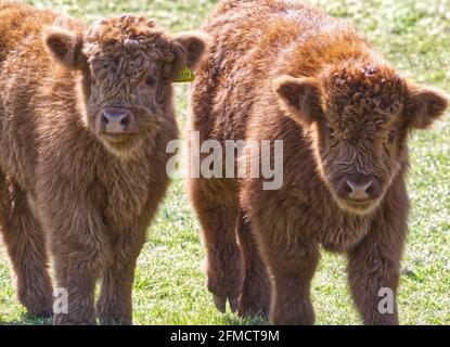 Highland Cattle Foto Stock