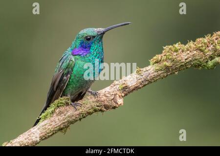 Minore violetaro, Colibri cyanotus, singolo adulto maschio arroccato sul ramo di albero, Savegre, Costa Rica Foto Stock