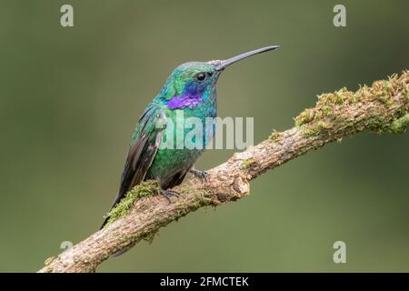 Minore violetaro, Colibri cyanotus, singolo adulto maschio arroccato sul ramo di albero, Savegre, Costa Rica Foto Stock