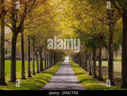 Viale alberato di Moor Crichel, Dorset Foto Stock