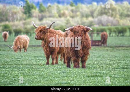 Highland Cattle Foto Stock