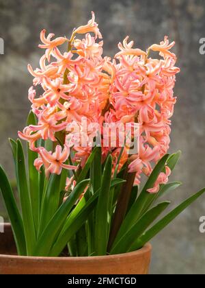 Racemi densi di fiori di pesche del giacinto bulbo duro fiorente della molla, Hyacinthus orientalis 'Regina Gipsy' Foto Stock