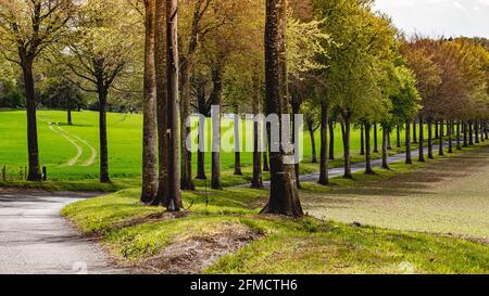 Viale alberato di Moor Crichel, Dorset Foto Stock