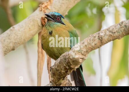 Lesson's motmot o Blue-diademed motmot, Momotus lessonii, singolo adulto arroccato nell'albero, San Jose, Costa Rica, 5 aprile 2019 Foto Stock