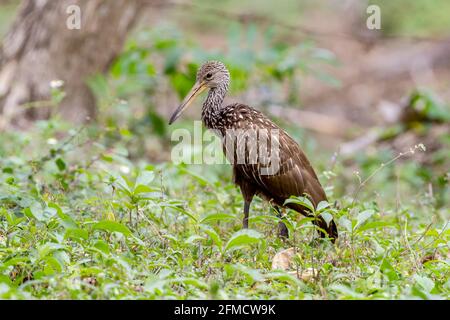 Limpkin, Aramus guarauna, singolo adulto che cammina nella vegetazione, Najasa, Cuba Foto Stock