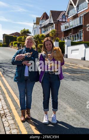 Due donne che tengono cani, una a Pomeranian e una a Chihuahua a Bournemouth, Dorset UK in una calda giornata di sole a maggio Foto Stock