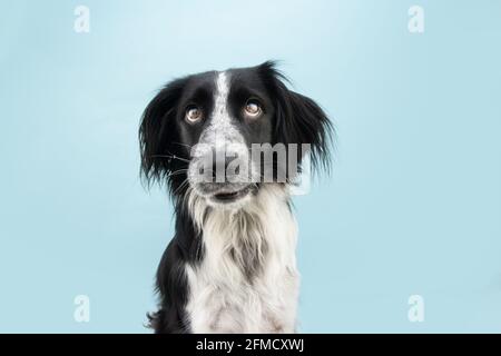 Divertente faccia cane guardando gli occhi isolati su blu colorato sfondo Foto Stock