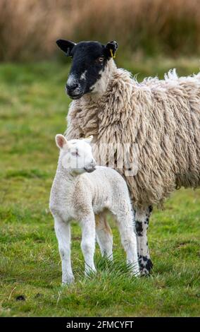 A Mule pecora e agnello, Chipping, Preston, Lancashire, Regno Unito Foto Stock