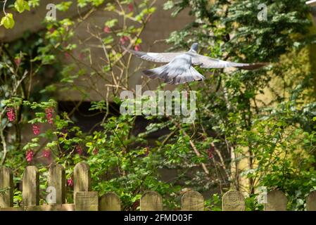 Un piccione di legno che vola, Chipping, Preston, Lancashire, Regno Unito Foto Stock