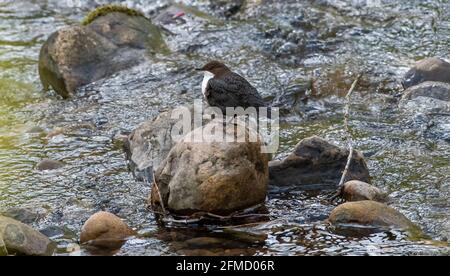 Un Dipper su Chipping Brook, Chipping, Preston, Lancashire, UK Foto Stock