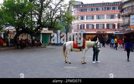Horse in piedi per intrattenere le persone al Darjeeling Mall, Bengala Occidentale, India Foto Stock