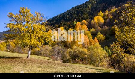 Una foto panoramica di Artvin che cattura la sua splendida natura. Artvin con i suoi alberi dai colori vivaci su un sentiero pieno di erba verde crea un incredibile Foto Stock