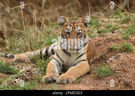 La magnifica Arrowhead Tigress è la regina Ranthambore Tiger Reserve. Questa foto è stata scattata la mattina mentre sta facendo la marcatura di territorio. Foto Stock