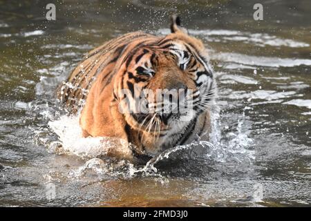 La magnifica Arrowhead Tigress è la regina Ranthambore Tiger Reserve. Questa foto è stata scattata la mattina mentre sta facendo la marcatura di territorio. Foto Stock