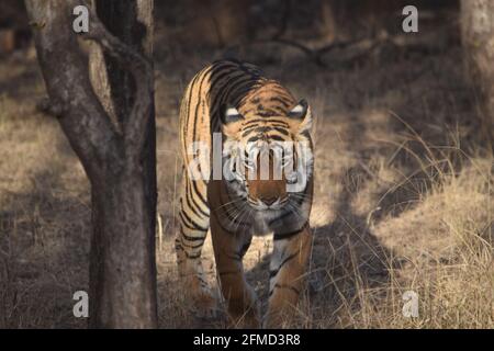 La magnifica Arrowhead Tigress è regina della Ranthambore Tiger Reserve. Questa foto è stata scattata la mattina mentre sta facendo la marcatura di territorio e la caccia Foto Stock