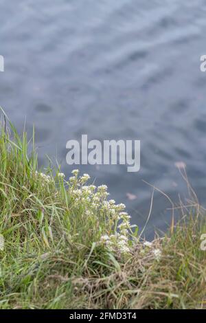 Fiori bianchi di erba Scurvy / Cochlearia officinalis che crescono in riva al fiume marea. Pianta usata per trattare Scurvy perché è una fonte di vitamina C. Foto Stock