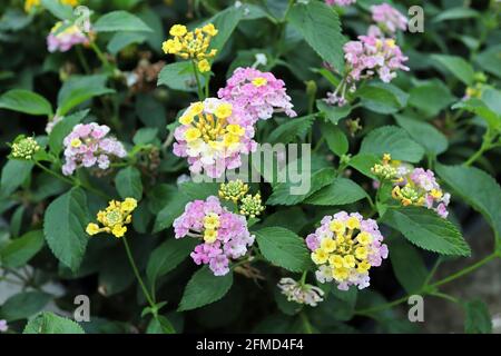 Closeup di fiori multicolore Lantana in fiore Foto Stock