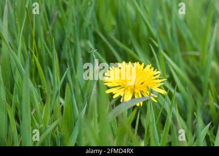 Singolo giallo dente di leone / Taraxacum officinale fiore che cresce in erba circondata da spazio copia. Messa a fuoco al volo vicino al centro dell'immagine. Vecchia pianta medicinale. Foto Stock