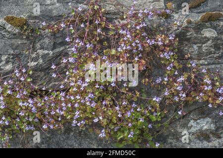 Toadflax in fiore di Ivy-leaved / muralis di Cymbaria che cresce in un muro di pietra. Una volta usato come pianta medicinale per i rimedi di erbe. Foto Stock