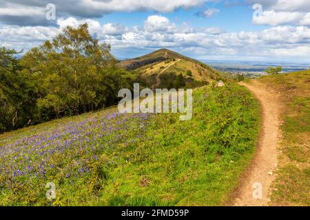 Bluebells cresce su Jubilee Hill nei Malverns con il Worcestershire Beacon sullo sfondo, Worcestershire, Inghilterra Foto Stock