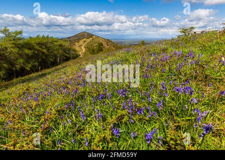 Bluebells cresce su Jubilee Hill nei Malverns con il Worcestershire Beacon sullo sfondo, Worcestershire, Inghilterra Foto Stock