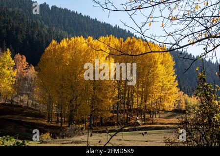 Una foto panoramica di Artvin che cattura la sua splendida natura. Artvin con i suoi alberi dai colori vivaci su un sentiero pieno di erba verde crea un incredibile Foto Stock