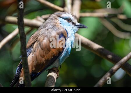 Primo piano di un rullo a coda di racchetta (Coracias spatulatus), un bellissimo uccello dell'Africa orientale. (STATI UNITI) Foto Stock